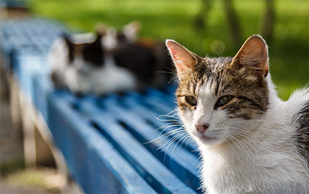 住民と地域猫が共生する街？！