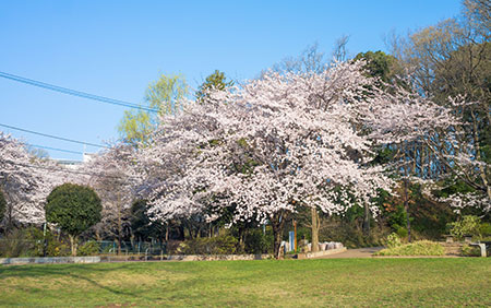 新宿から約30分の緑豊かな街 西国分寺駅 駅 エリア 住まいサーフィン研究所